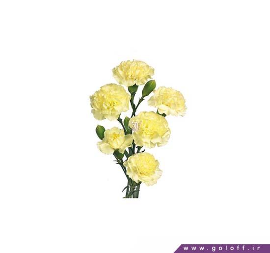 گل میخک مینیاتوری ژانته - Miniature Carnation | گل آف